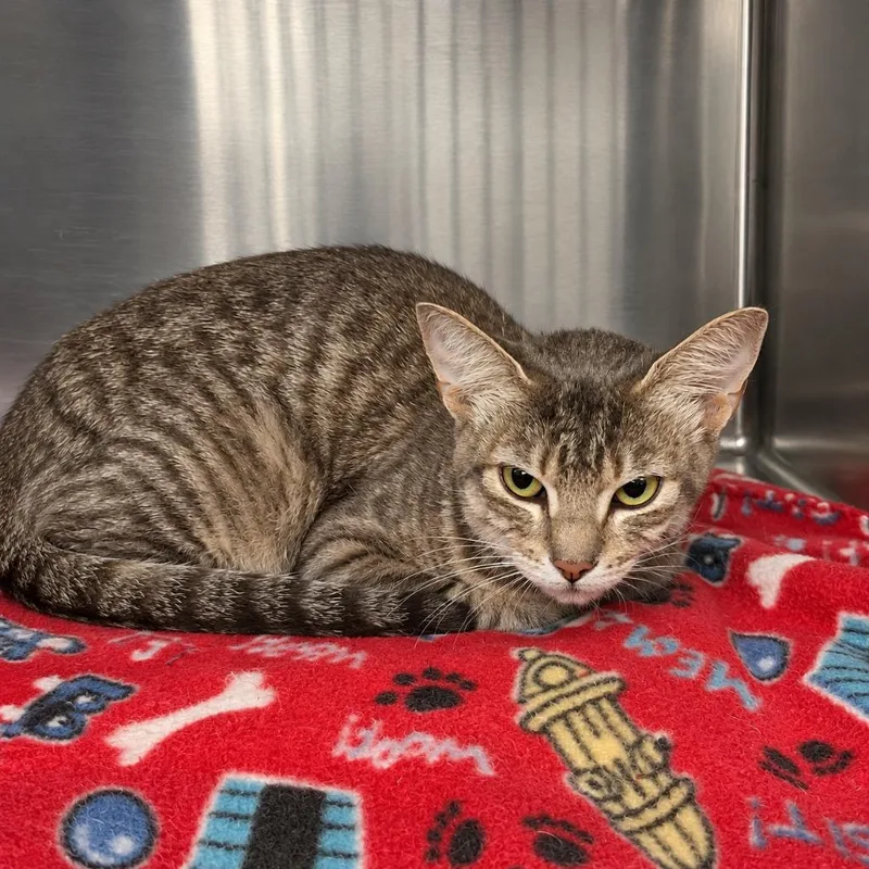 A young medium-sized female Domestic Short Hair cat named Lily Ann for adoption in Gautier, MS