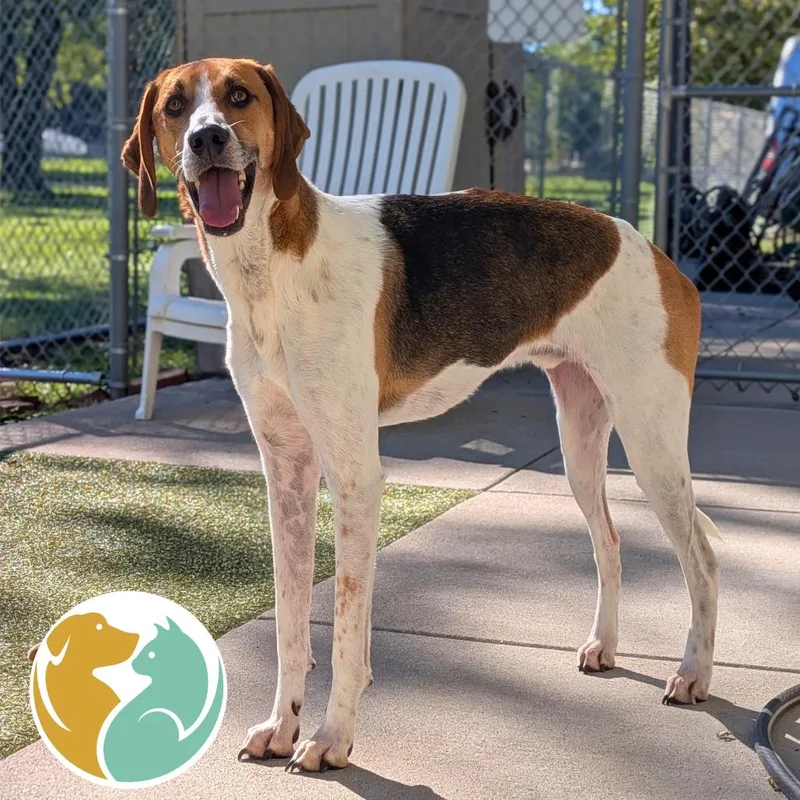 An adult large-sized male Beagle dog named Duke for adoption in Toledo, OH
