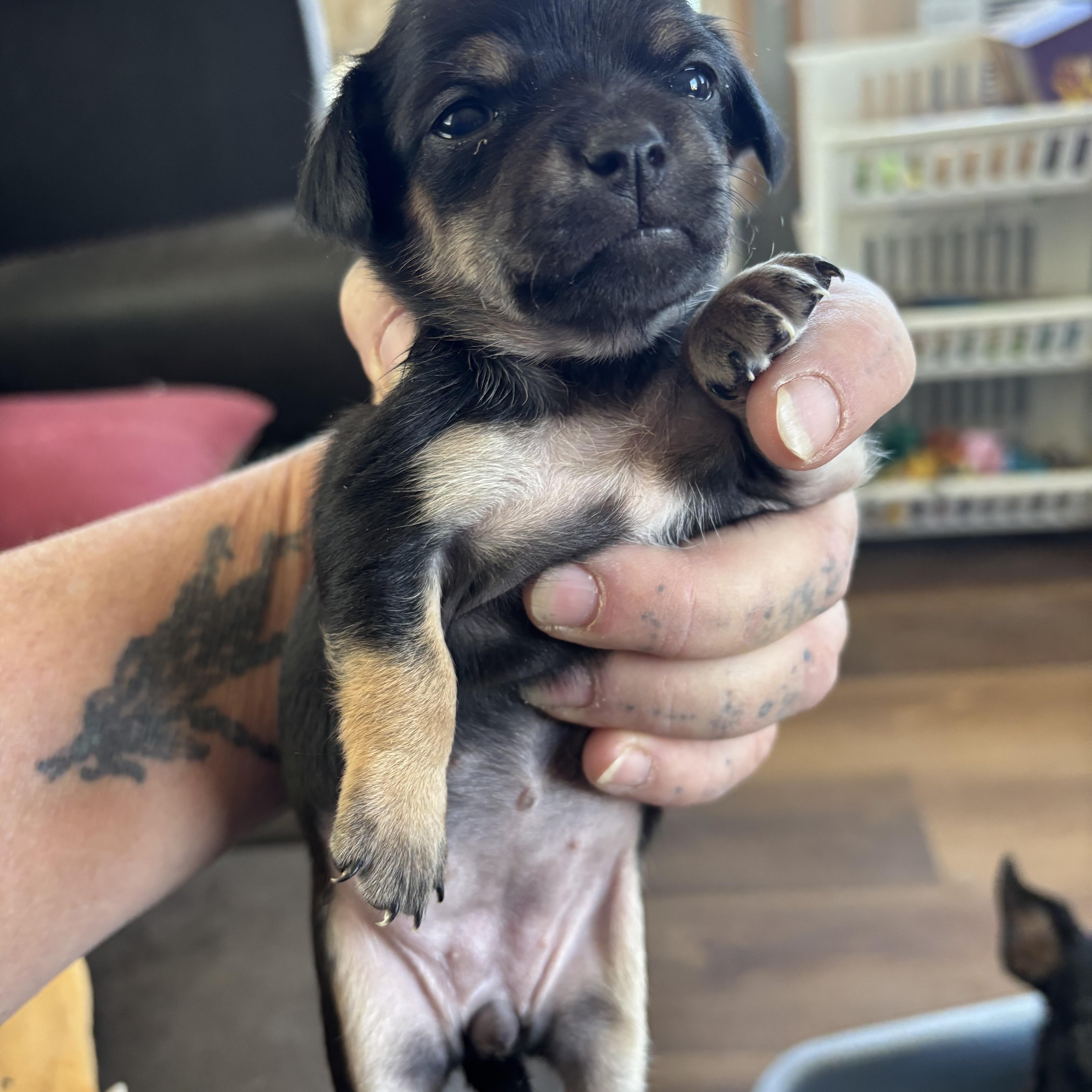 Daffie