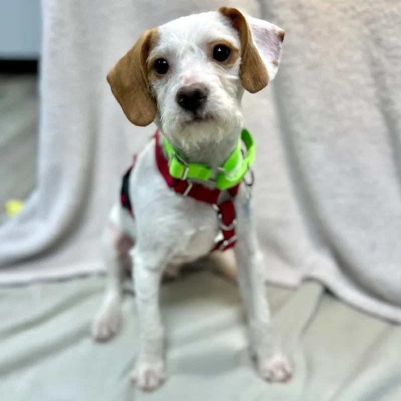 Little Pickles thumbnail 2