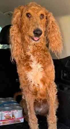 An adult large-sized female Labradoodle dog named Hazel Doodle for adoption in Dallas, TX