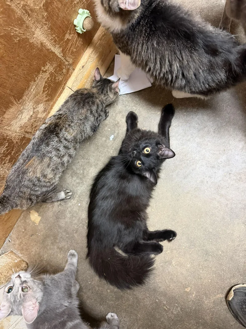 Dandelion thumbnail 2