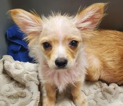 A young small-sized male Mixed Breed dog named Hushfizzle for adoption in Kansas City, MO