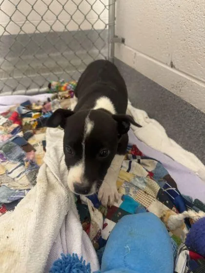 A baby small-sized female Mixed Breed dog named Copper Cellar for adoption in Sevierville, TN