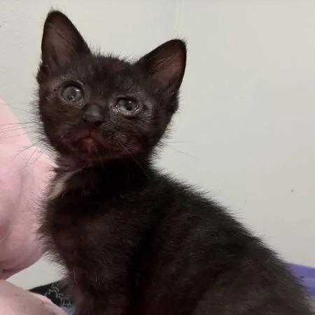 A baby small-sized male Black Domestic Short Hair cat named Holden for adoption in Greenwood, MO