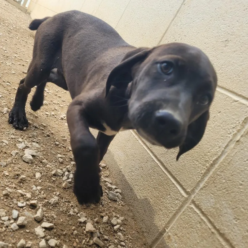 A baby medium-sized female Brown / Chocolate Mixed Breed dog named Basil for adoption in LOXAHATCHEE, FL