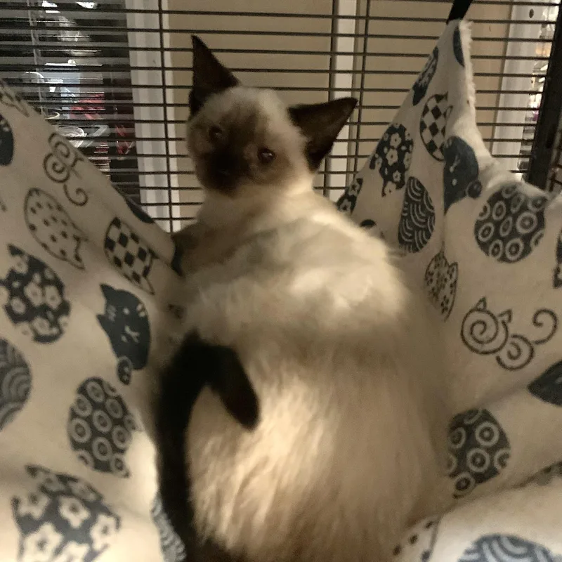 A baby medium-sized female Applehead Siamese cat named Echo for adoption in Shelby Township, MI