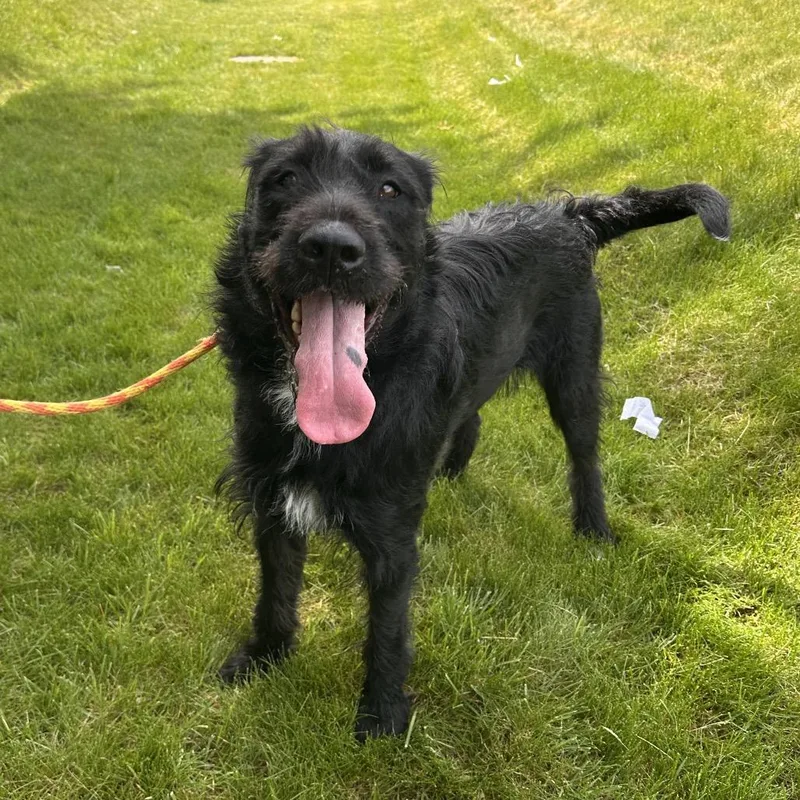 An adult large-sized female Black Mixed Breed dog named Jersey for adoption in Spokane, WA