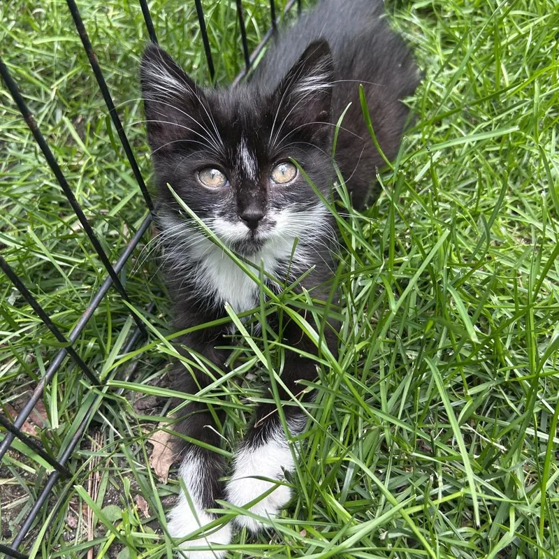 A baby small-sized female Black Domestic Short Hair cat named Perfect Panda for adoption in Wheeling, IL