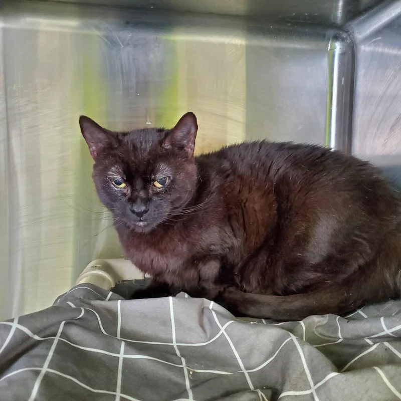 A senior medium-sized female Black Domestic Short Hair cat named Tommy for adoption in Jersey city, NJ