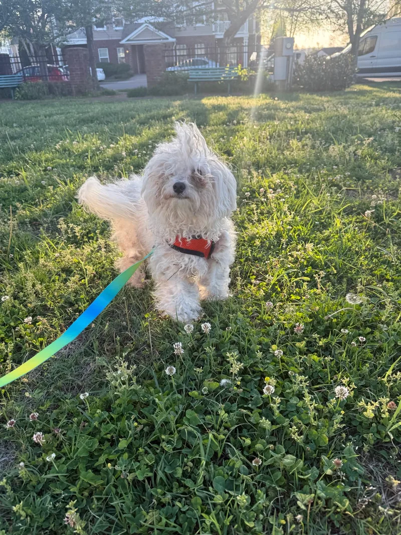 Peter Cottontail Coming Soon thumbnail 2