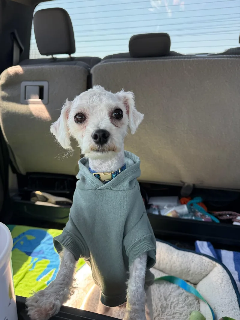 A young small-sized male White / Cream Bichon Frise dog named Peter Cottontail Coming Soon for adoption in Nashville, TN