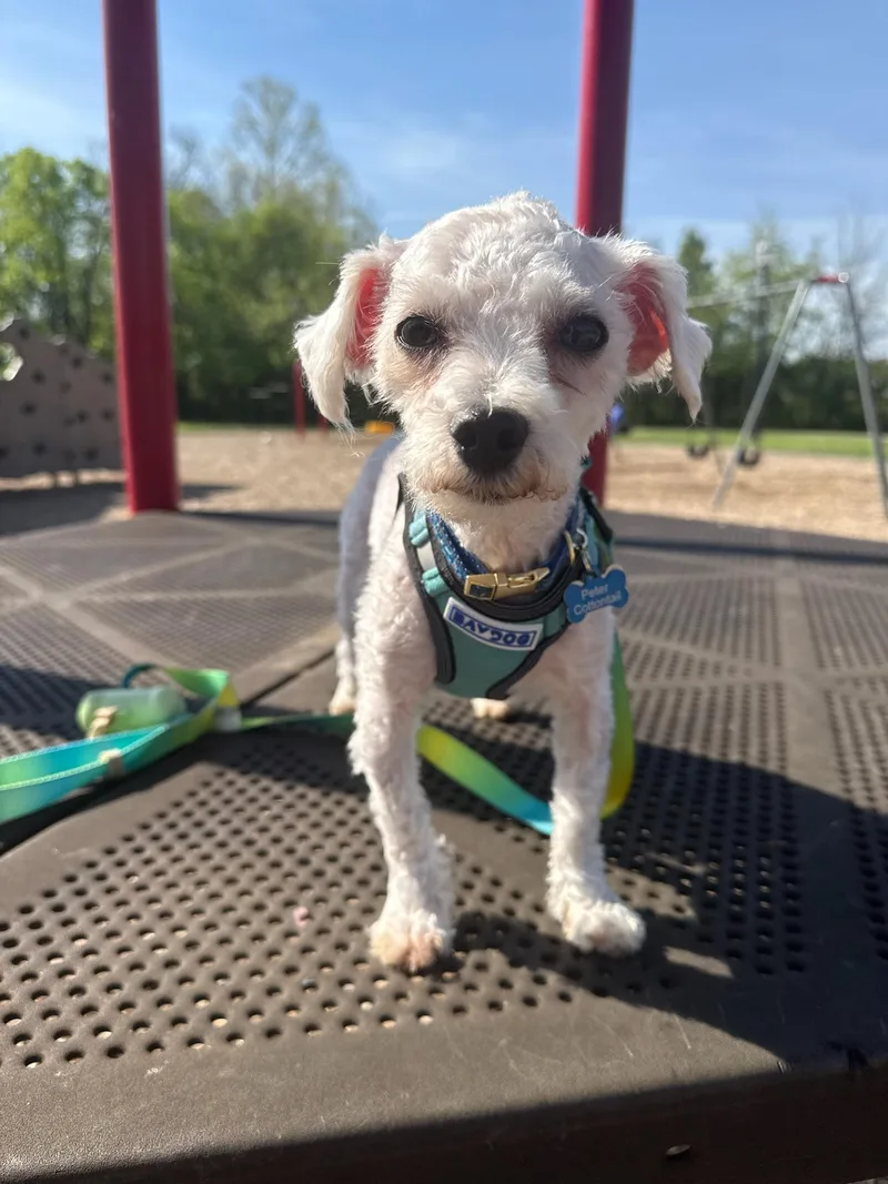 Peter Cottontail Coming Soon thumbnail 3