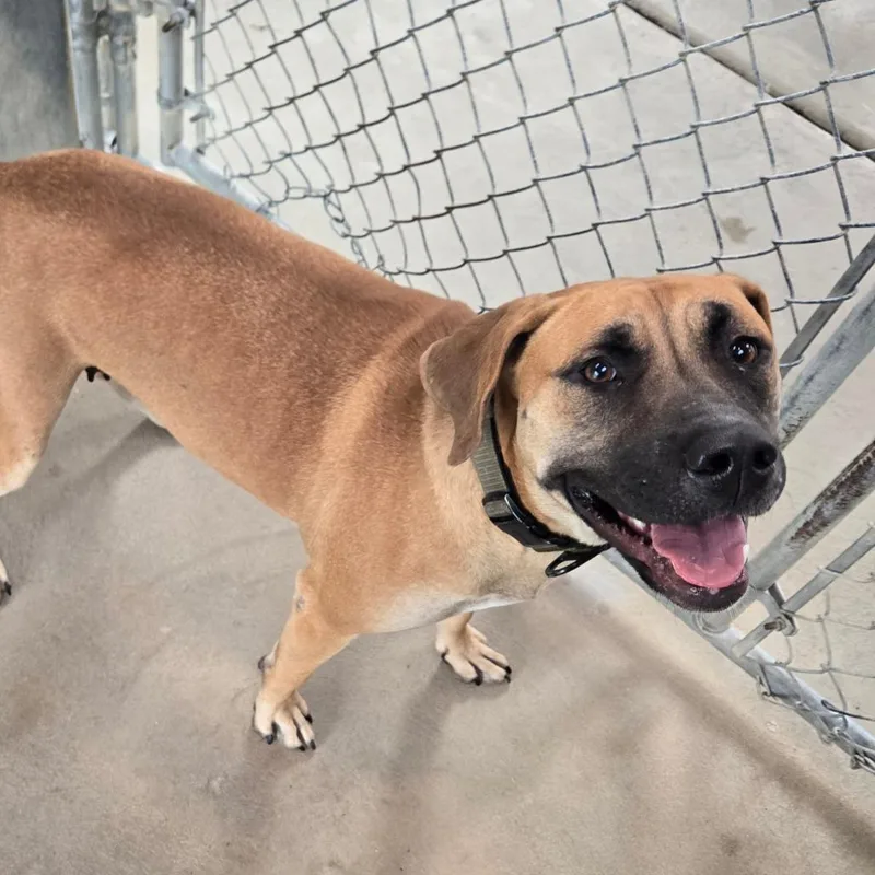 An adult large-sized female Brown / Chocolate Labrador Retriever dog named Libby for adoption in Waynesboro, PA