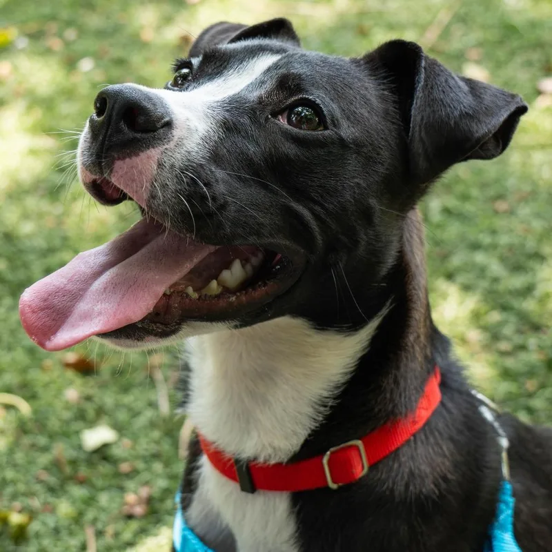 An adult medium-sized male Black Pit Bull Terrier dog named Sable for adoption in Baltimore, MD