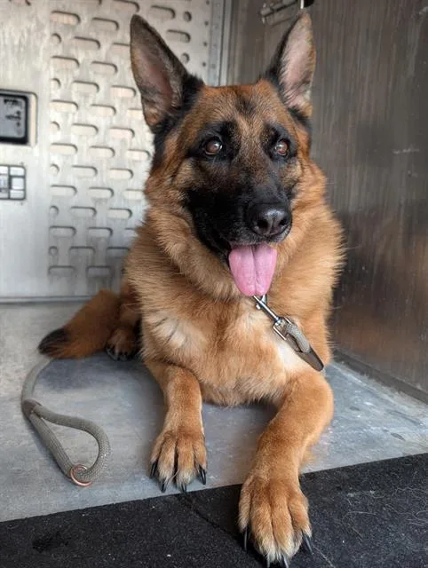 An adult large-sized female German Shepherd Dog dog named Esme for adoption in San Antonio, TX