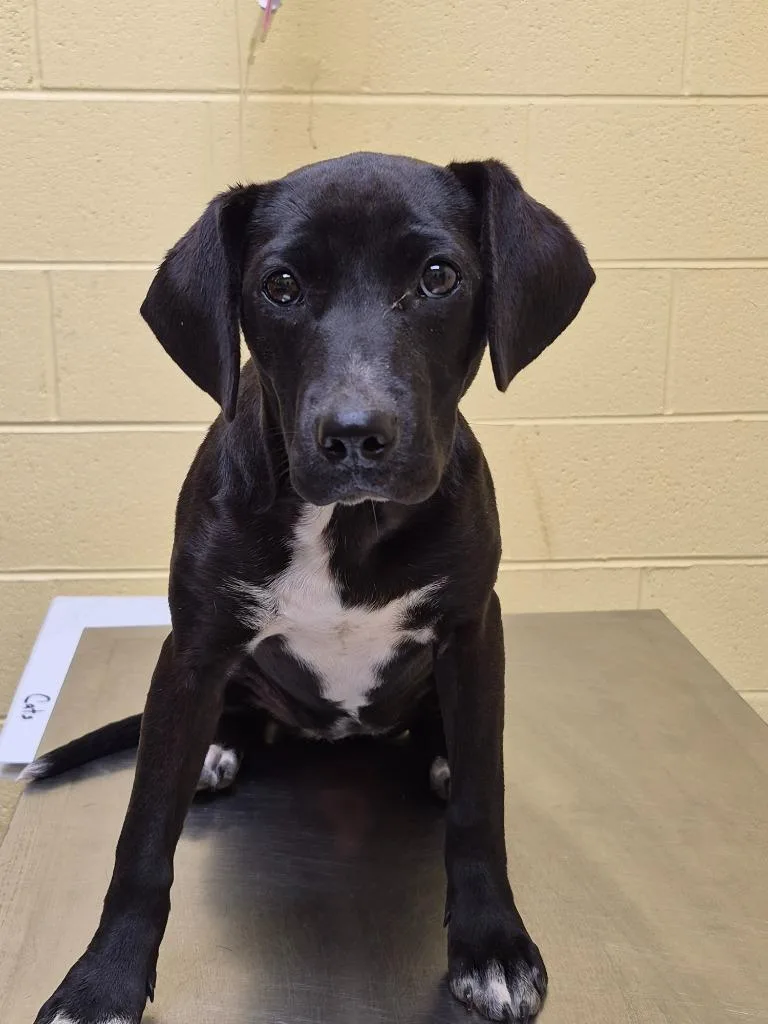 A baby small-sized female Black Labrador Retriever dog named Fig for adoption in Crossville, TN