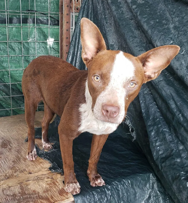 A young medium-sized female Brown / Chocolate Mixed Breed dog named Bailey for adoption in Paramus, NJ