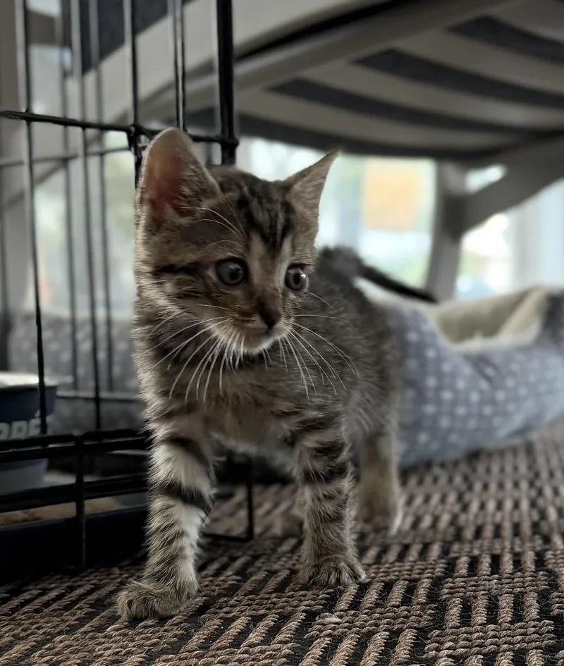 A baby small-sized male Domestic Short Hair cat named Tempo for adoption in Hershey, PA