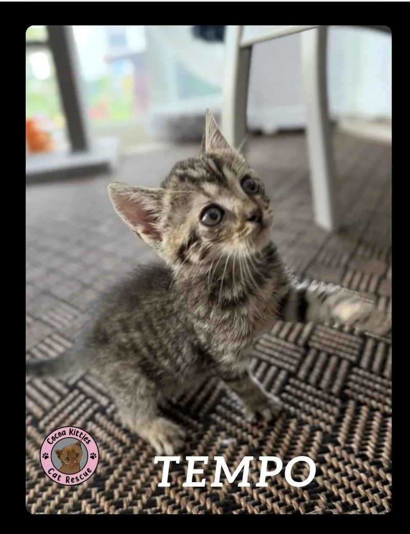 Tempo thumbnail 2