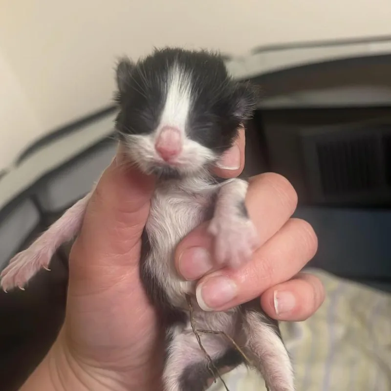 A baby small-sized female Black Domestic Short Hair cat named Bandit for adoption in Pasadena , MD