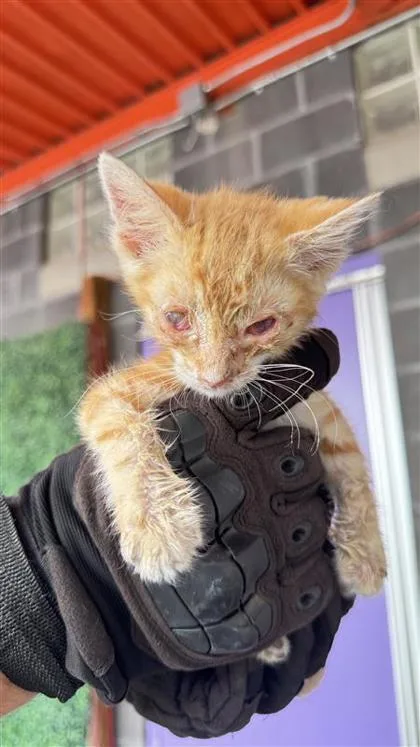 A baby small-sized female Orange / Red Domestic Medium Hair cat named 61179014 for adoption in El Paso, TX
