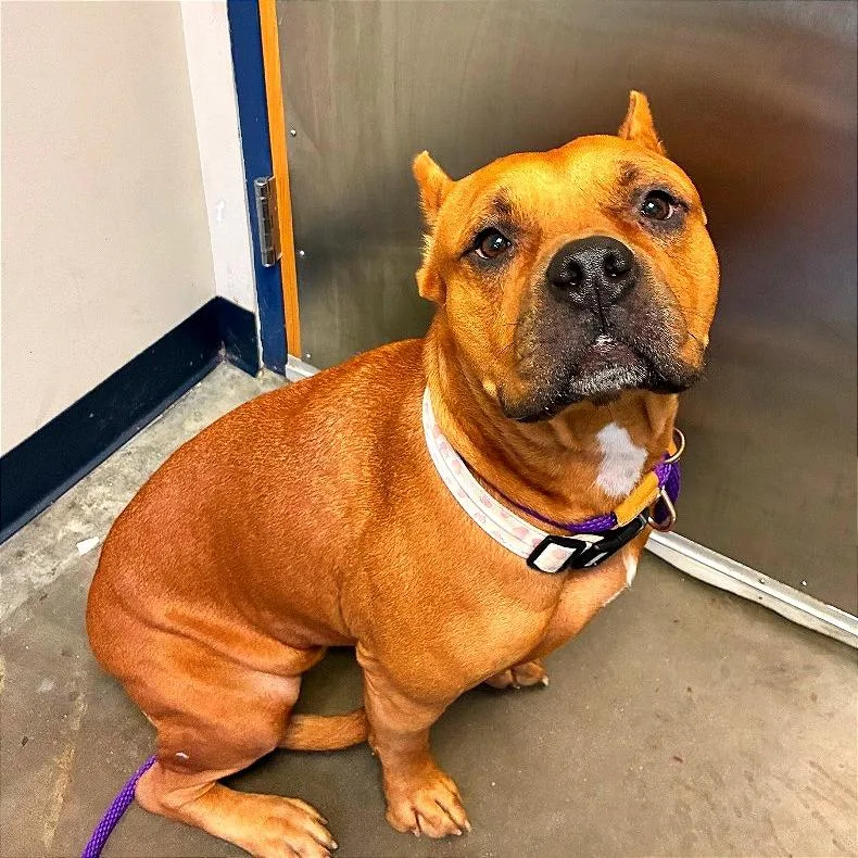 An adult large-sized female Pit Bull Terrier dog named Dutchess for adoption in Wilmington, DE