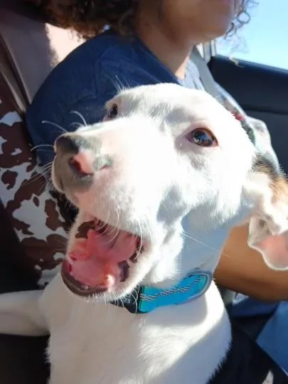 Troopador thumbnail 2