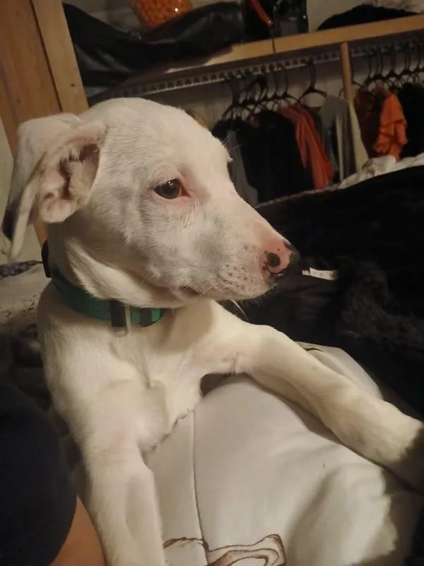 Troopador thumbnail 3