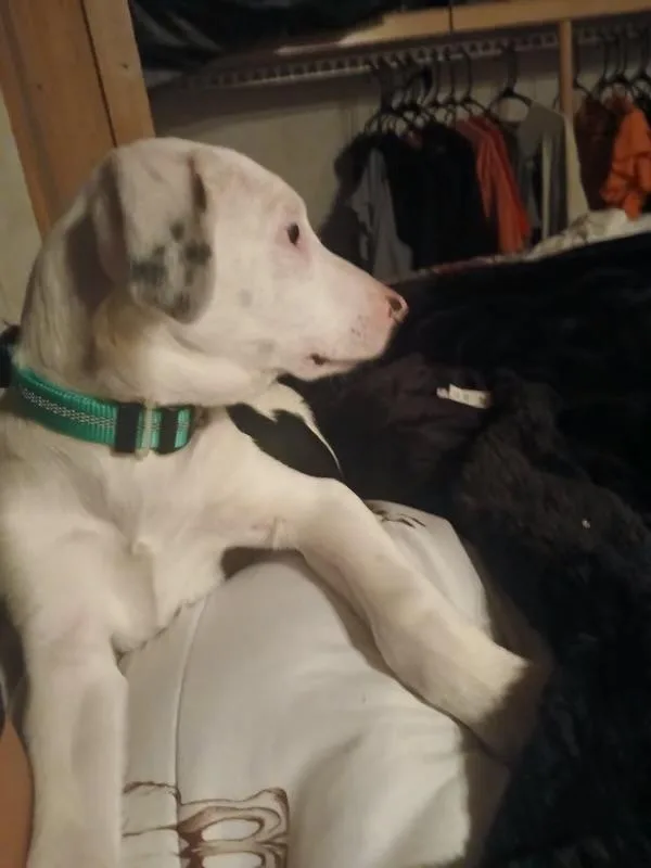 Troopador thumbnail 4