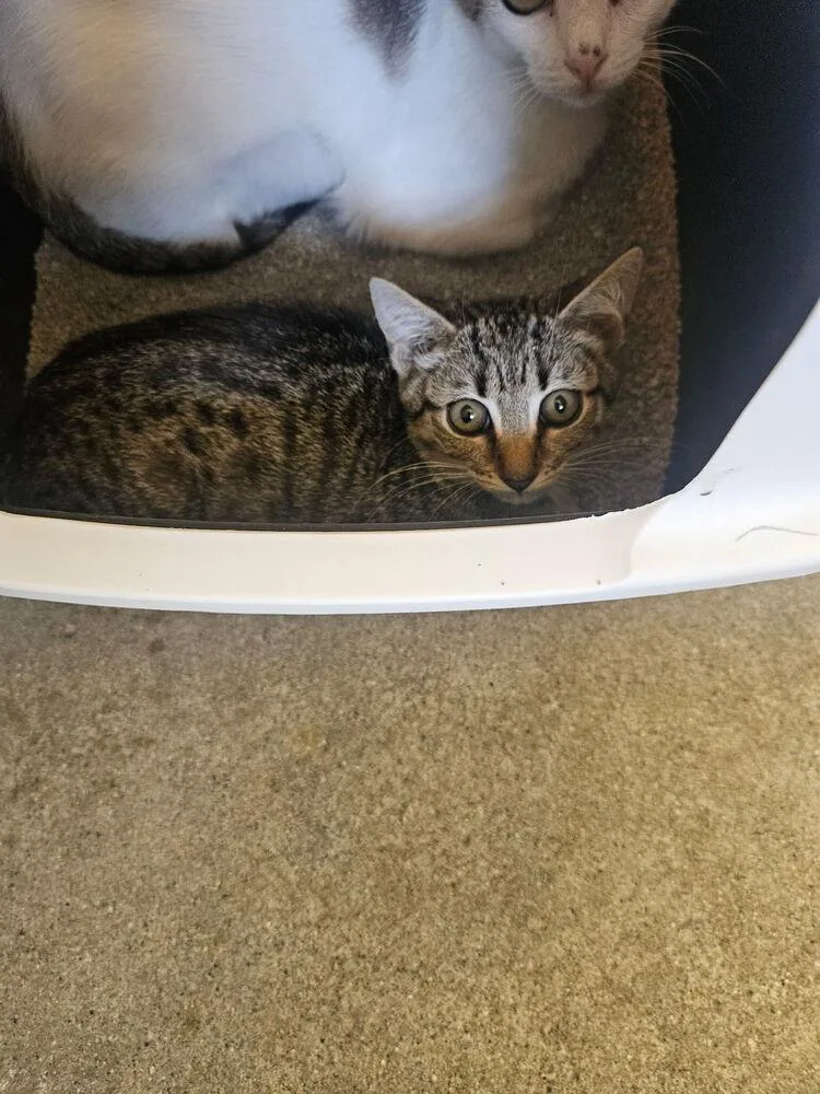 A baby small-sized female Domestic Short Hair cat named Misty for adoption in Ontario, CA