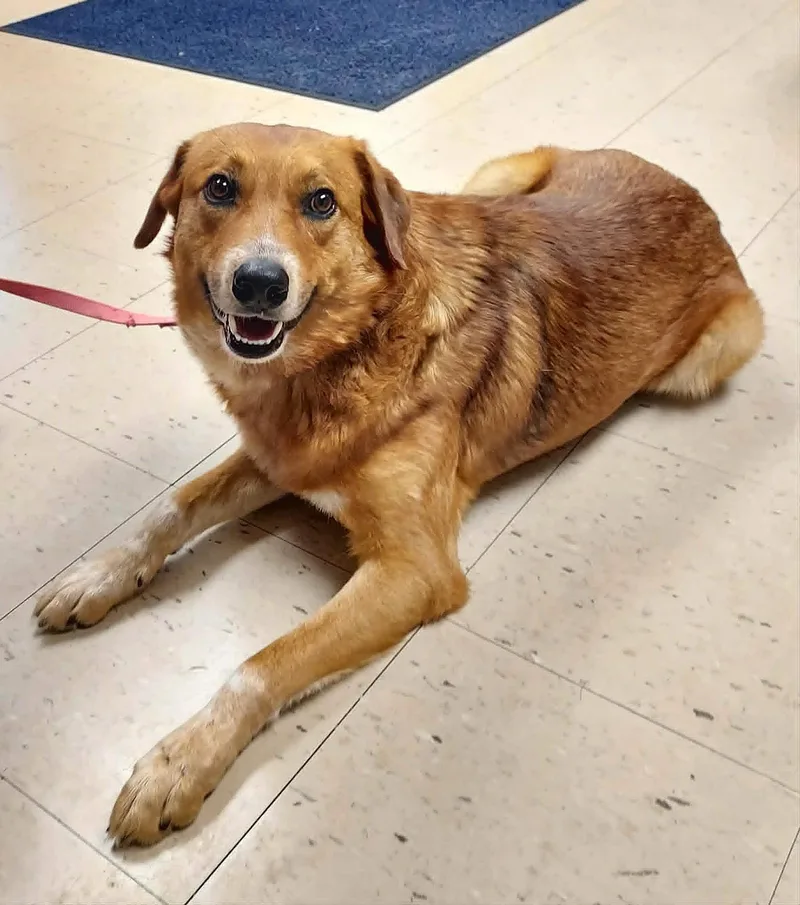 An adult large-sized male Mixed Breed dog named Carmine for adoption in Falls Creek, PA