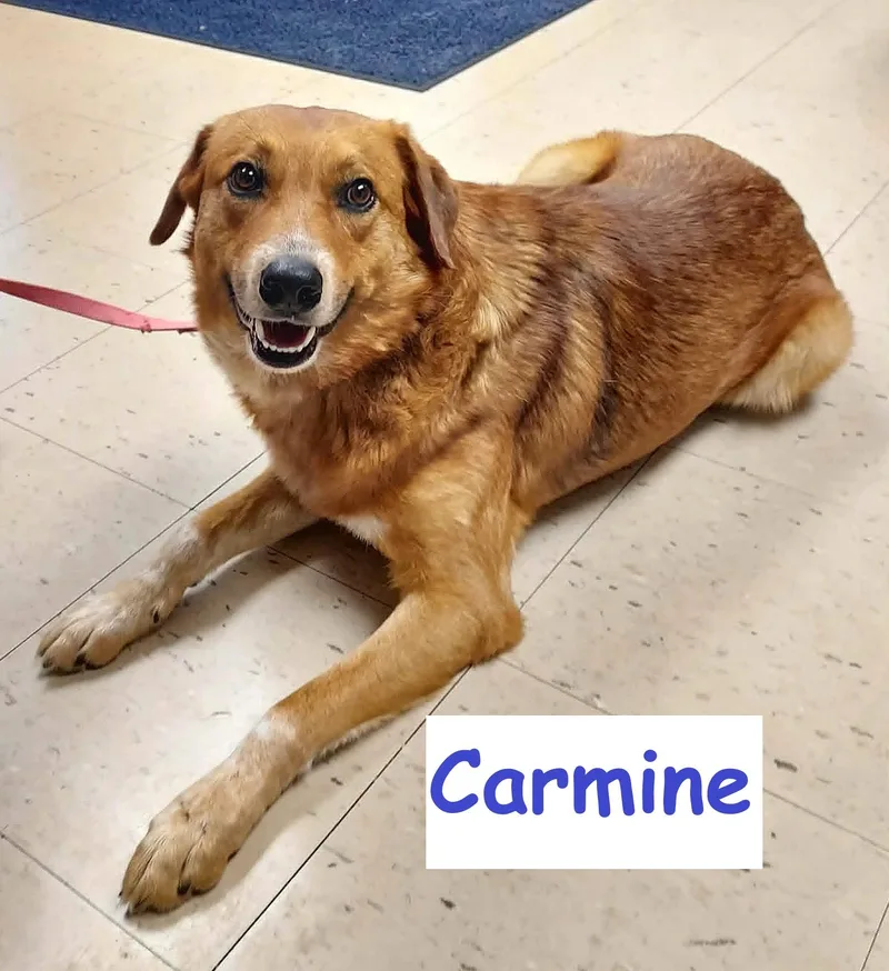 Carmine thumbnail 4