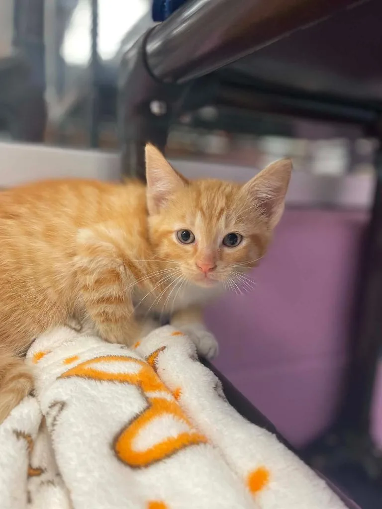 A baby medium-sized male Domestic Short Hair cat named Leon for adoption in Hamilton, OH