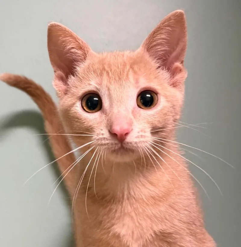 A baby medium-sized male Tabby (Buff / Tan / Fawn) Domestic Short Hair cat named Cream Puff for adoption in Amery, WI