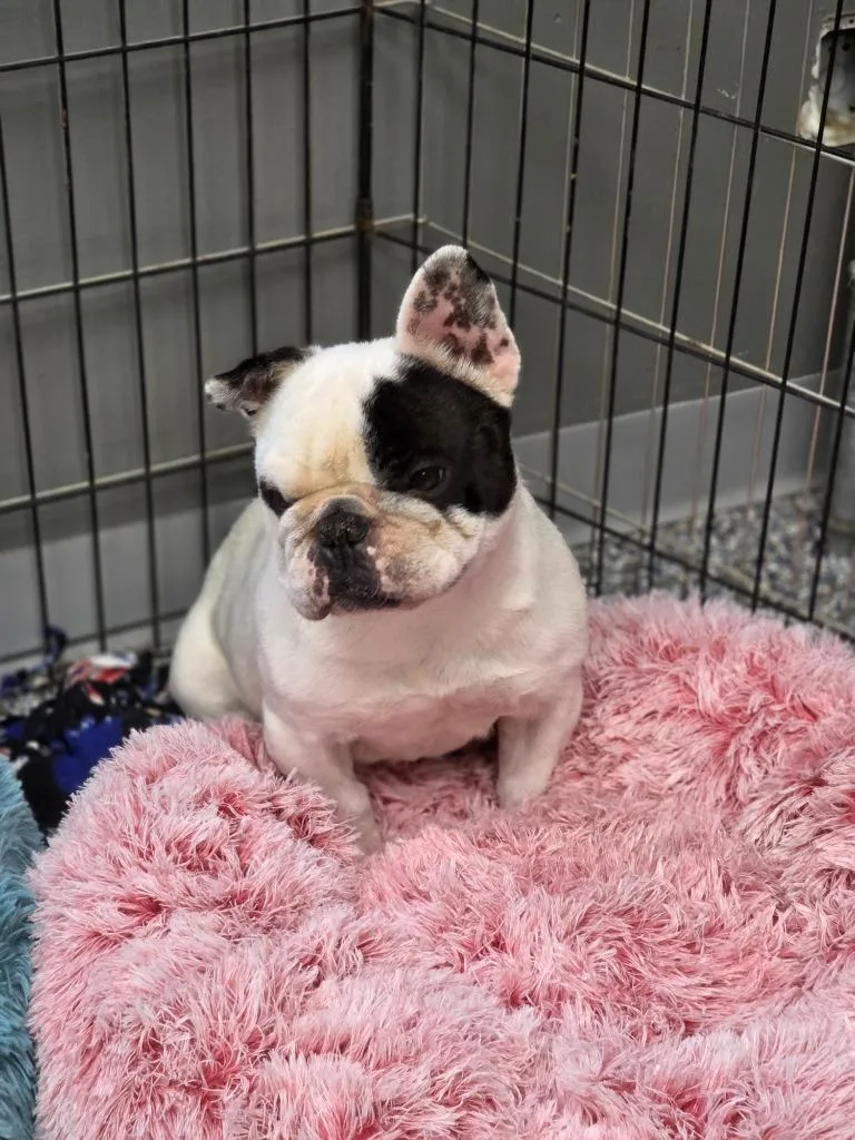 Elvis thumbnail 2