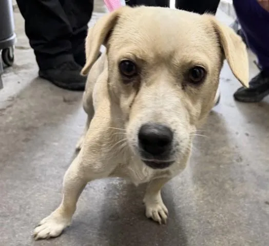 An adult small-sized male Chihuahua dog named Max for adoption in San Bernardino, CA