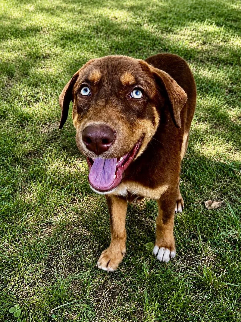 A young medium-sized male Mixed Breed dog named Reese for adoption in University Place, WA