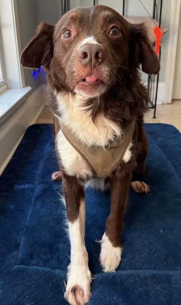 An adult medium-sized male Border Collie dog named Zeus for adoption in WARNER ROBINS, GA