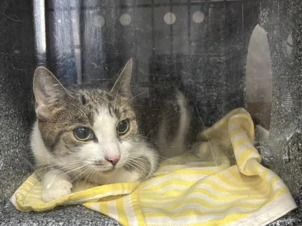 A young medium-sized female Domestic Short Hair cat named Buttercup Cake Batter for adoption in New York, NY