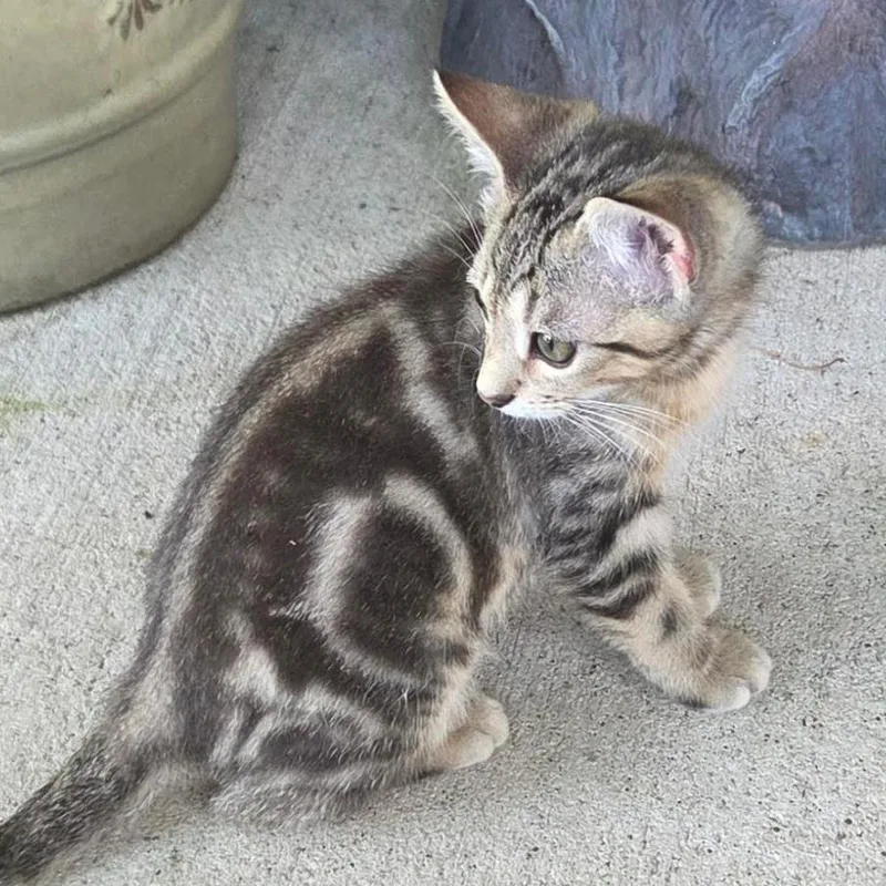 A baby small-sized male Brown / Chocolate Domestic Short Hair cat named Ozzie Bear for adoption in League City, TX