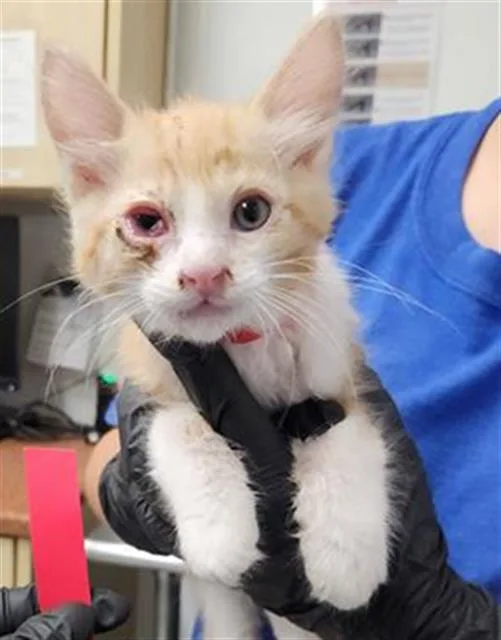 A baby small-sized male Domestic Short Hair cat named Mandarin for adoption in Camarillo, CA