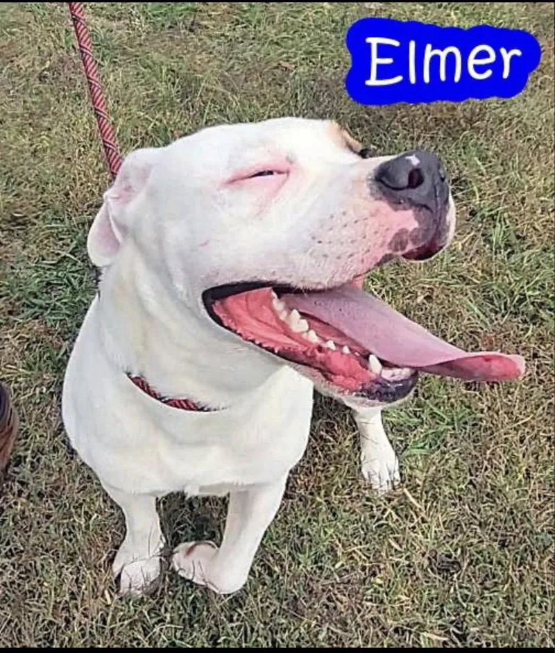 A young medium-sized male American Bulldog dog named Elmer for adoption in Chatsworth, GA