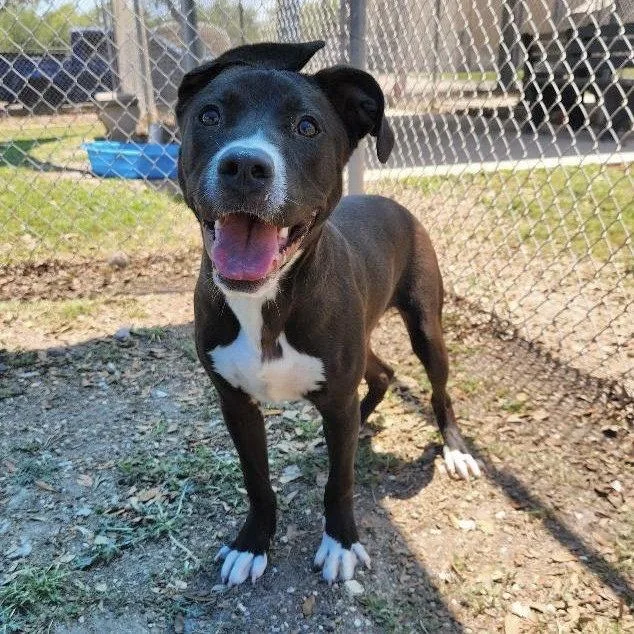 A young large-sized male Pit Bull Terrier dog named Lucas GCH for adoption in Rockaway, NJ