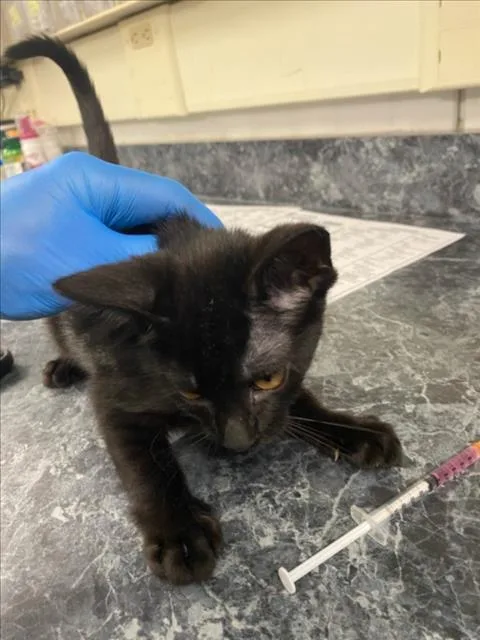 A baby small-sized female Black Domestic Short Hair cat named A for adoption in Woodland, CA