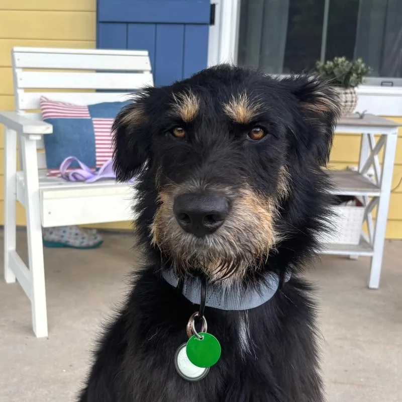 Gus of Goofington