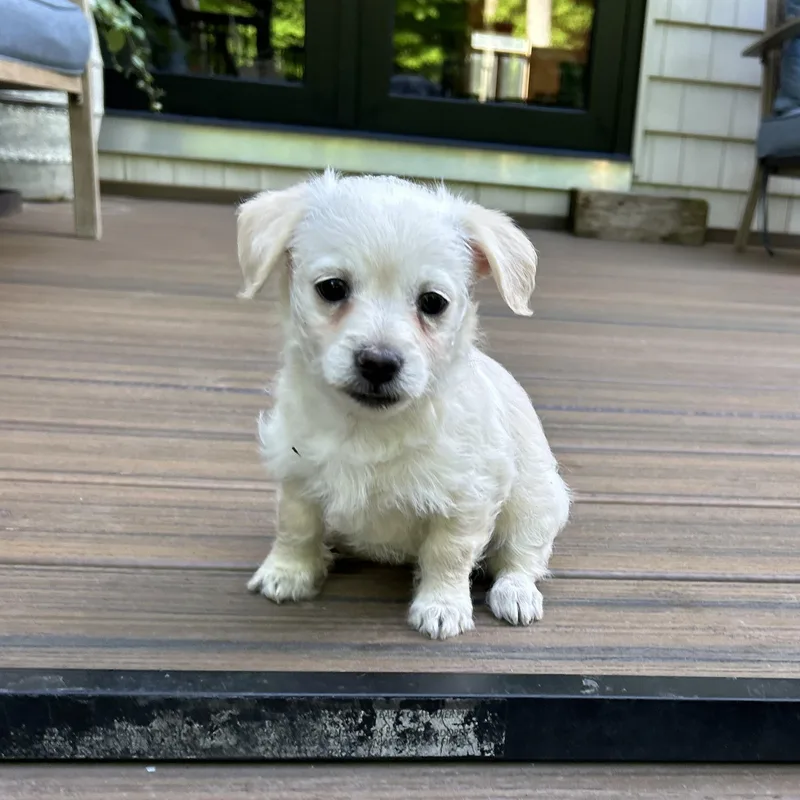 A young small-sized female Terrier dog named Pippa for adoption in Saratoga Springs, NY