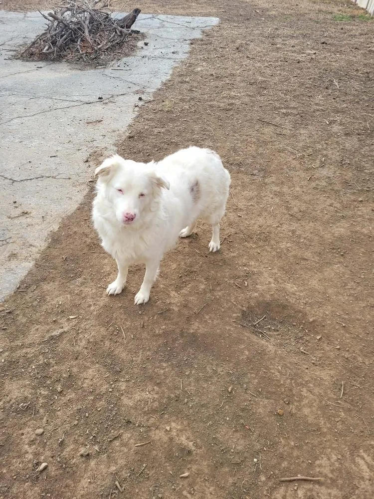 Ellie Jane thumbnail 6