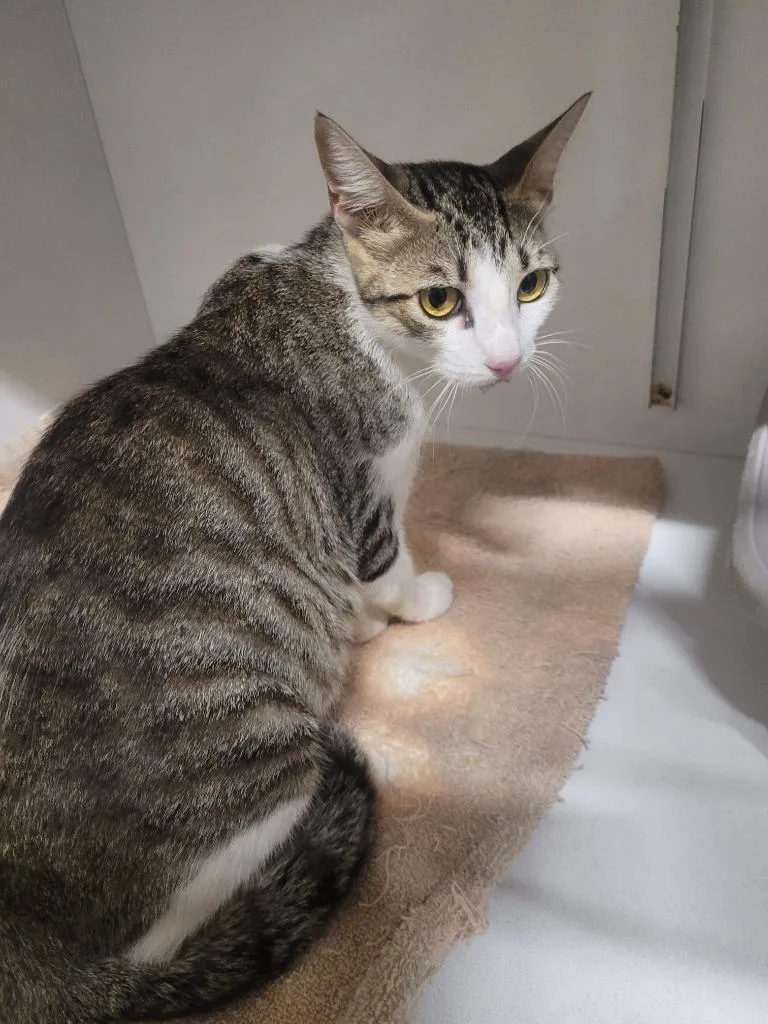 A young large-sized female Domestic Short Hair cat named Mary for adoption in Huntsville, TX
