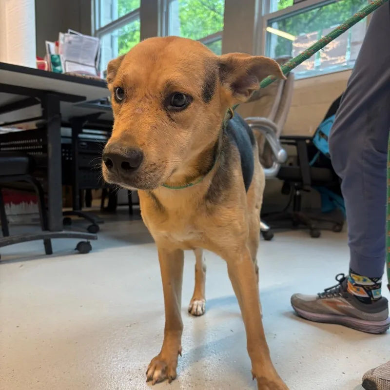 An adult medium-sized female Black Mixed Breed dog named Speck for adoption in Huntington, WV